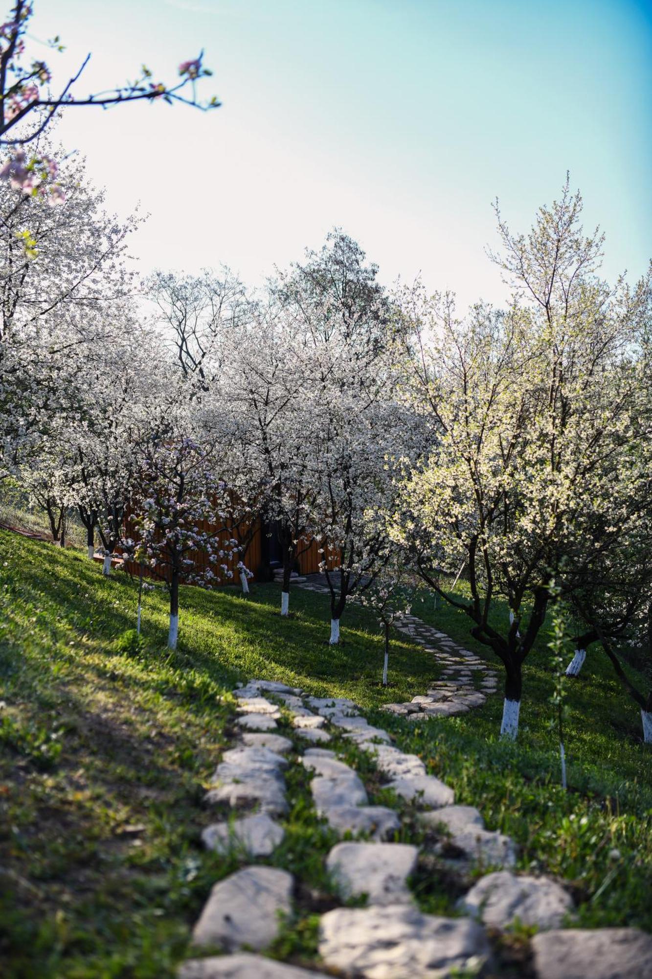 Вилла Casuta Din Livada Maneciu Экстерьер фото